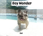 Small Photo #1 French Bulldog Puppy For Sale in WEST COLUMBIA, TX, USA