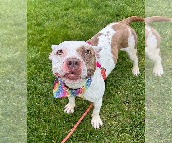Medium Photo #3 American French Bull Terrier Puppy For Sale in Germantown, OH, USA