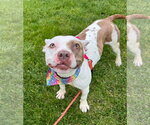 Small #2 American French Bull Terrier