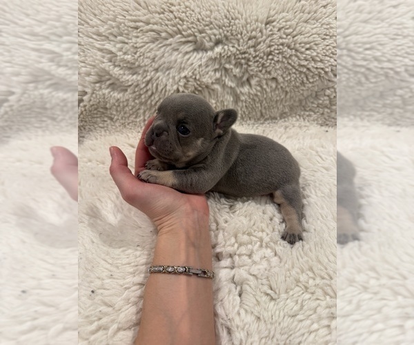 Medium Photo #2 French Bulldog Puppy For Sale in KALISPELL, MT, USA