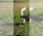 Small #10 Mastiff