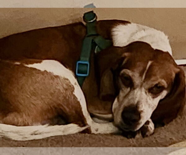 Medium Photo #4 Beagle Puppy For Sale in Tampa, FL, USA