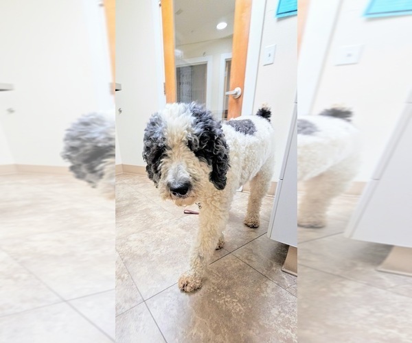 Medium Photo #1 Labradoodle Puppy For Sale in BRUSH PRAIRIE, WA, USA