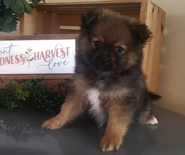 Medium Photo #2 Pomeranian Puppy For Sale in ORRVILLE, OH, USA