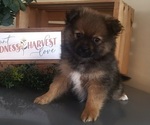 Small #1 Pomeranian