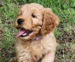 Small #1 Goldendoodle