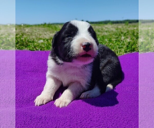 Medium Photo #158 Border Collie Puppy For Sale in NORBORNE, MO, USA