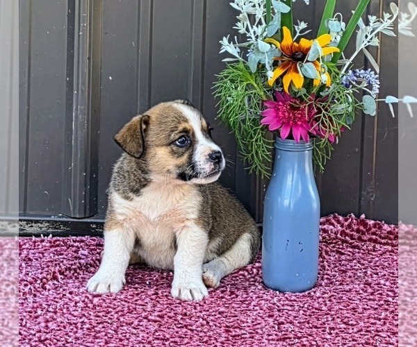 Medium Photo #7 Augi Puppy For Sale in MEADOWS OF DAN, VA, USA