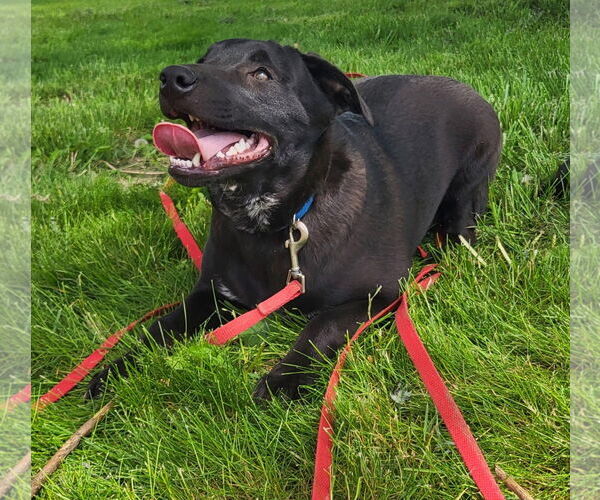 Medium Photo #13 American Pit Bull Terrier-Unknown Mix Puppy For Sale in Germantown, OH, USA