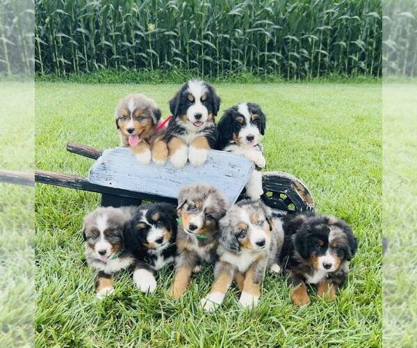 Medium Photo #2 Bernedoodle (Miniature) Puppy For Sale in GORDONVILLE, PA, USA