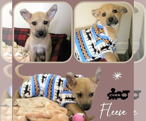 Australian Shepherd-Unknown Mix Dogs for adoption in Lindsay, CA, USA