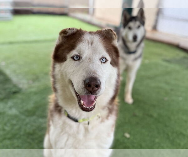 Medium Photo #2 Siberian Husky Puppy For Sale in San Diego, CA, USA