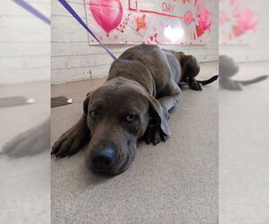 Mutt Dogs for adoption in San Bernardino, CA, USA