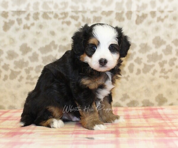 Medium Photo #4 Miniature Bernedoodle Puppy For Sale in DENVER, PA, USA