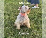Small #5 Schnauzer (Miniature)