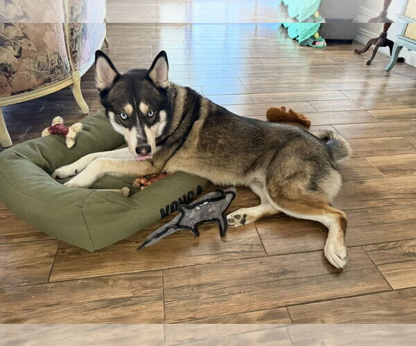 Medium Photo #4 Huskies -Siberian Husky Mix Puppy For Sale in phoenix, AZ, USA