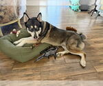 Small #3 Huskies -Siberian Husky Mix