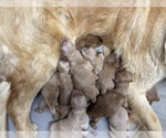Small #7 Golden Retriever