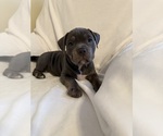 Puppy Blue Tri 2 American Bully