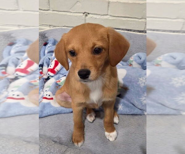 Medium Photo #2 Chihuahua-Unknown Mix Puppy For Sale in Wakefield, RI, USA