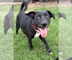 Small #31 Labrador Retriever Mix