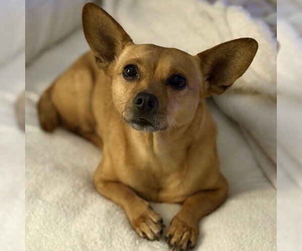 Medium Photo #11 Chihuahua-Unknown Mix Puppy For Sale in Arlington, VA, USA