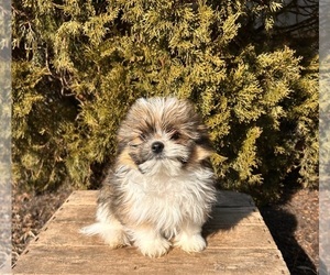 Shiranian Puppy for sale in MIDDLEBURY, IN, USA