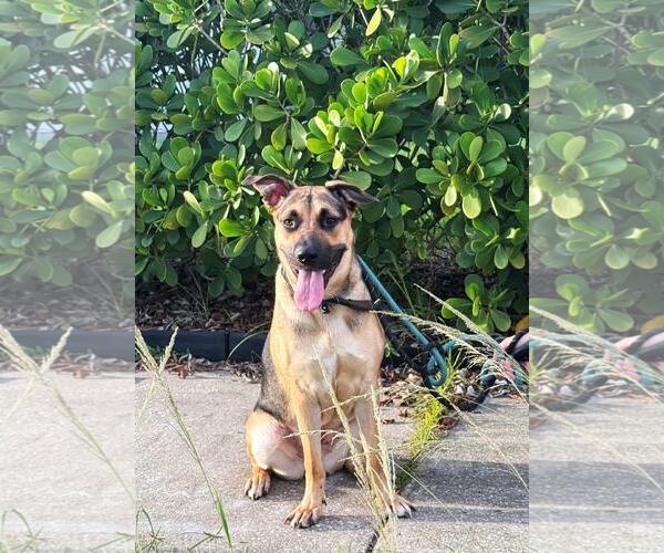 Medium Photo #2 German Shepherd Dog Puppy For Sale in Pompano Beach , FL, USA