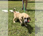 Small #2 Labrador Retriever