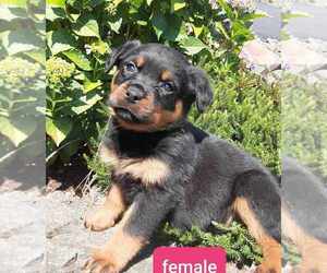 Rottweiler Puppy for sale in VANCOUVER, WA, USA