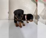 Image preview for Ad Listing. Nickname: Litter of 12