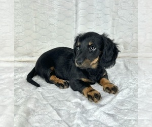 Dachshund Puppy for sale in FRANKLIN, IN, USA