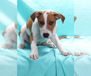 *PAM - Female Mutt Dog for Adoption - Photo #2