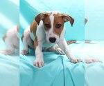 Small Photo #2 Mutt Puppy For Sale in Burbank, CA, USA