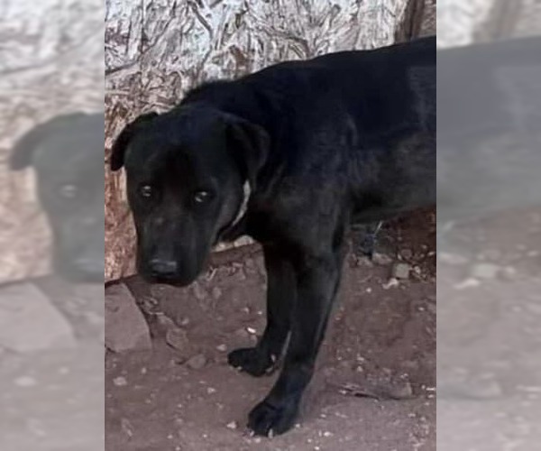 Medium Photo #2 Labrador Retriever-Unknown Mix Puppy For Sale in phoenix, AZ, USA