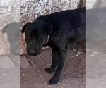 Small #1 Labrador Retriever Mix