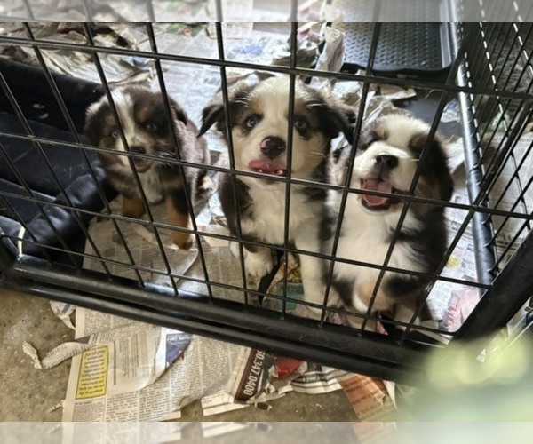 Medium Photo #14 Australian Shepherd Puppy For Sale in AUBURN, IN, USA
