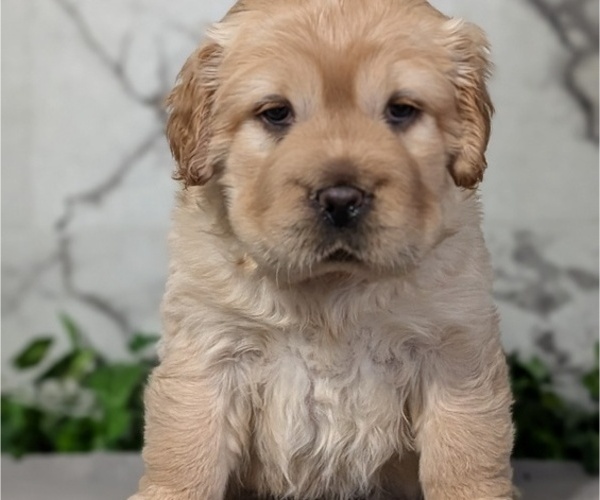 Medium Photo #5 Cocker-Pei Puppy For Sale in GOSHEN, IN, USA