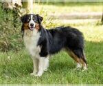 Small #5 Australian Shepherd