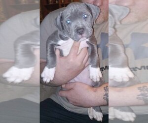 American Pit Bull Terrier Puppy for sale in North Bay, Ontario, Canada
