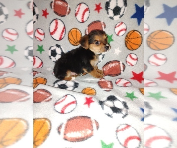 Medium Photo #17 Poodle (Toy) Puppy For Sale in LAPEER, MI, USA