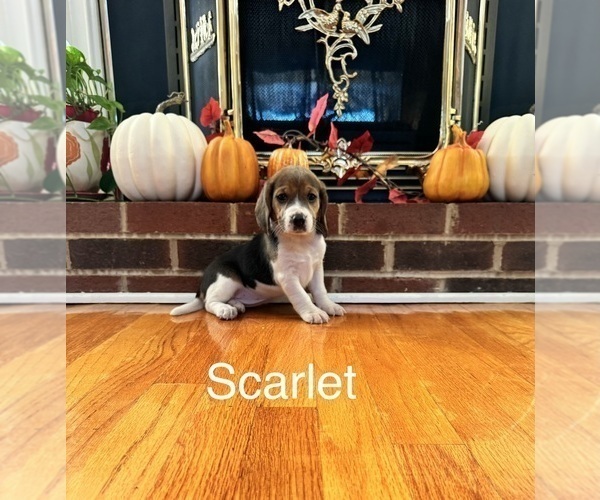 Medium Photo #3 Beagle Puppy For Sale in NATHALIE, VA, USA