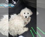 Small #4 Great Pyrenees