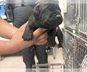 Mutt Dogs for adoption in San Bernardino, CA, USA