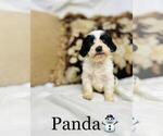 Small Photo #6 Cockapoo Puppy For Sale in ALGOOD, TN, USA