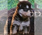 Small Photo #6 Alaskan Malamute Puppy For Sale in MIDWEST CITY, OK, USA