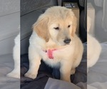 Small #15 Golden Retriever