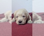 Puppy Purple girl Golden Retriever