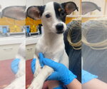 Small #2 Jack Russell Terrier Mix