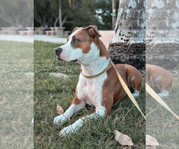 Medium Photo #4 Mutt Puppy For Sale in Miami, FL, USA